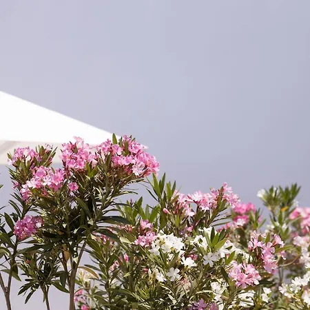 Archon Seaside Retreat Ξενοδοχείο με διαμερίσματα 4*